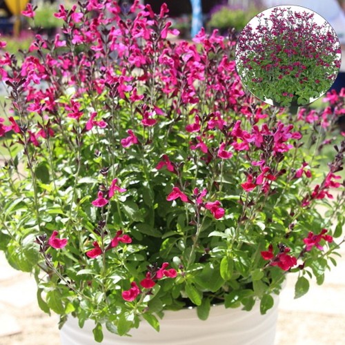 Salvia 'Visional Fuchsia' - Salvei 'Visional Fuchsia'    